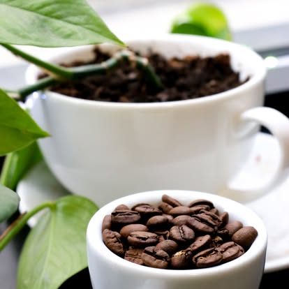 Bean to cup