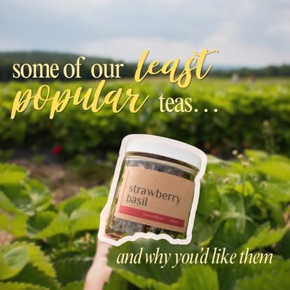 Strawberry Basil, out in the field